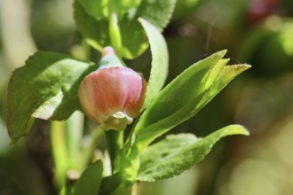 Blossom of the European blueberry, blueberry, wild blueberry (Vaccinium myrtillus), close-up,