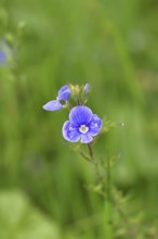 Flower of Gamander speedwell (Veronica chamaedrys), in a deciduous forest, blue blossom, spring,