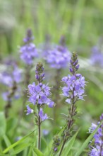 Veronica officinalis (Veronica officinalis), inflorescence at the edge of a forest path, Wilnsdorf,