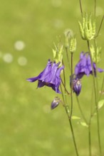 Columbine (Aquilegia vulgaris), blue flower at the edge of a forest, Wilnsdorf, North