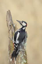 Great spotted woodpecker (Dendrocopos major), male, foraging on a tree stump overgrown with moss
