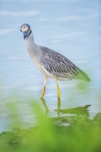 Yellow-crowned Night Heron (Nyctanassa violacea) looking for food, Sanibel Island, J.N. Ding