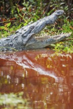 American alligator (Alligator mississipiensis), opening its jaws, Sanibel Island, J.N. Ding Darling