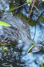 American alligator (Alligator mississipiensis), submerging, Sanibel Island, J.N. Ding Darling