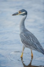 Yellow-crowned Night Heron (Nyctanassa violacea) looking for food, Sanibel Island, J.N. Ding