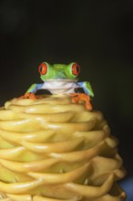 Red eyed tree frog (Agalychins callydrias) on yellow flower, Costa Rica