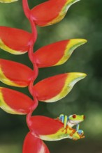 Red eyed tree frog (Agalychins callydrias) on Heliconia flower, Sarapiqui, Costa Rica