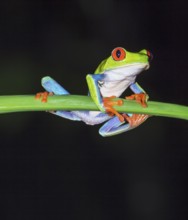Red eyed tree frog (Agalychins callydrias) on green stem, Sarapiqui, Costa Rica