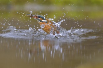 Kingfisher (Alcedo atthis), taking off from the water with a fish in its beak, Lechauen, Bavaria