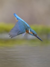 Kingfisher (Alcedo atthis), in a dive, hunting flight, shortly in front of diving into the water,