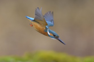 Kingfisher (Alcedo atthis), in a dive, hunting flight, shortly in front of diving into the water,