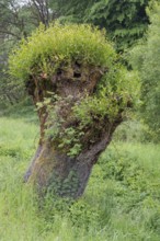 Freshly sprouting willow (Salix), Franconia, Bavaria, Germany
