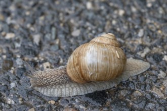Vineyard snail (Helix pomatia) on the road, Bavaria, Germany