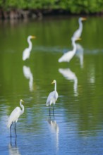 Great white egrets (Ardea alba) looking for food in a pond, Sanibel Island, J.N. Ding Darling