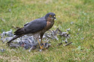 Sparrowhawk (Accipiter nisus), male plucks the bird he has just captured after a successful hunt in