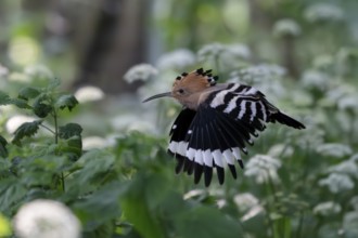 Hoopoe (Upupa epops) approaching the breeding site, Oberspreewald, Brandenburg, Germany