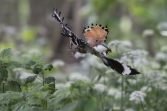 Hoopoe (Upupa epops) in flight with captured mole cricket, Upper Spreewald, Brandenburg, Germany