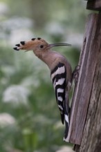 Hoopoe (Upupa epops) at the nesting box, Oberspreewald, Brandenburg, Germany