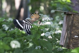Hoopoe (Upupa epops) flies to the nesting box with captured mole cricket, Upper Spreewald,