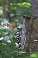 Hoopoe (Upupa epops) with captured mole cricket at the nesting box, Upper Spreewald, Brandenburg,