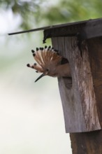 Hoopoe (Upupa epops) young bird looking out of the nesting box, Oberspreewald, Brandenburg, Germany