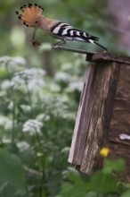 Hoopoe (Upupa epops) with food for the young birds on the nesting box with mole cricket as prey,