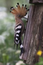 Hoopoe (Upupa epops) at nesting box, breeding site, Upper Spreewald, Brandenburg, Germany