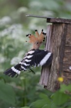 Hoopoe (Upupa epops) approaching the nesting box, Oberspreewald, Brandenburg, Germany