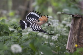 Hoopoe (Upupa epops) flies with food for the young birds to the nesting box with mole cricket as