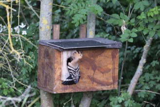 Hoopoe (Upupa epops) about to hatch in the nesting box, Oberspreewald, Brandenburg, Germany