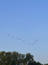 Gulls flying in formation