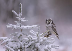 Barred owl (Surnia ulula), sitting on a spruce covered with hoarfrost, winter visitor, biosphere