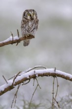 Great horned owl (Aegolius funereus), sitting on a snow-covered spruce branch, biosphere reserve,