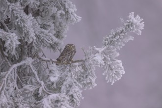 Little owl (Athene noctua), sitting on a pine tree covered with hoarfrost, biosphere reserve,