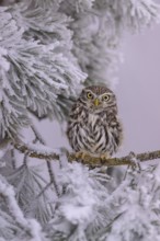 Little owl (Athene noctua), sitting on a pine tree covered with hoarfrost, biosphere reserve,