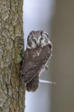 Great horned owl (Aegolius funereus), sitting close to a spruce trunk in winter, biosphere reserve,