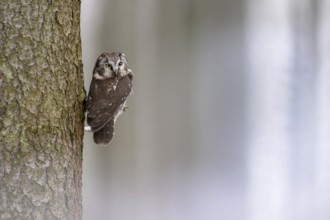 Great horned owl (Aegolius funereus), sitting close to a spruce trunk in a winter landscape,
