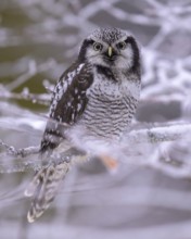 Barred owl (Surnia ulula), sitting on a beech branch covered with hoarfrost, winter visitor,