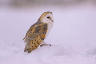 Barn owl (Tyto alba), sitting on a small snow hill in a winter landscape, biosphere reserve,