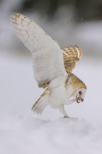 Barn owl (Tyto alba), sitting on a snow hill, flapping its wings and cleaning its talons, in a