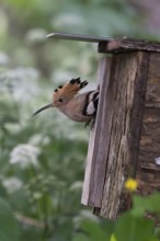 Hoopoe (Upupa epops) looking out of the nesting box, Oberspreewald, Brandenburg, Germany