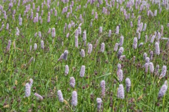 Snake knotweed (Bistorta officinalis) on a spring meadow, Bavaria, Germany