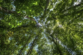 Spring forest, Bavaria, Germany