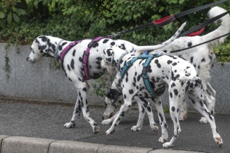 Dogs, three Dalmatians (Canis lupus familiaris) on a lead, Bavaria, Germany