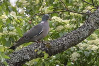 Wood pigeon on a branch in a cherry tree (Columba palumbus), Bavaria, Germany