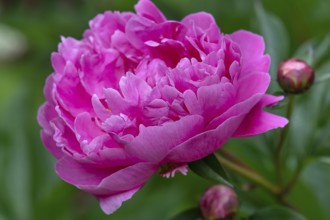 Blooming parrot tulips (Paeonia) in the garden, Bavaria, Germany