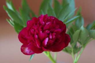 Red peony flower (Paeonia), Bavaria, Germany