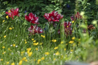 Flowering parrot tulips (Tulipa ×gesneriana Parrot Group) in the garden, Bavaria, Germany