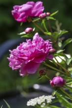 Red peony blossoms (Paeonia), Bavaria, Germany