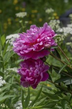 Red peony blossoms (Paeonia) in the garden, Bavaria, Germany